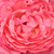 Rose - Rosiers hybrides de thé - Panthère Rose